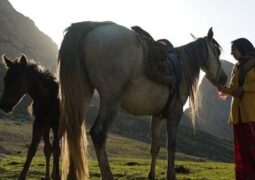 مستند «رویای یک اسب» به جشنواره ترنتو ایتالیا راه یافت